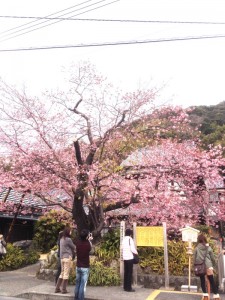 川津桜④