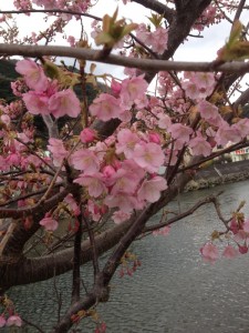 川津桜②