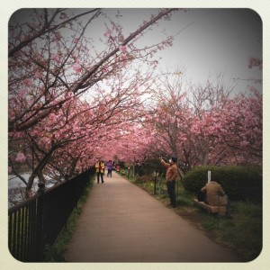 川津桜①