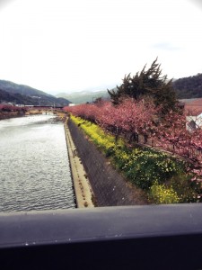 川津桜③