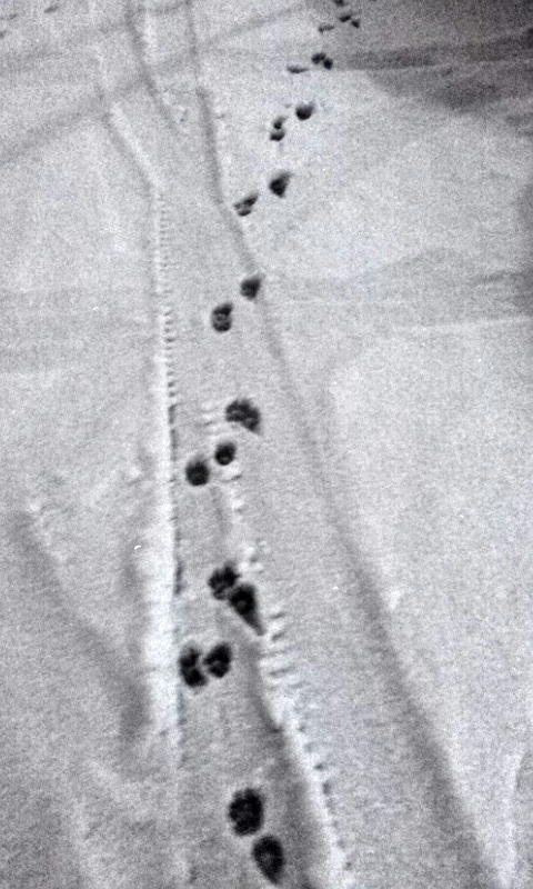 2003
