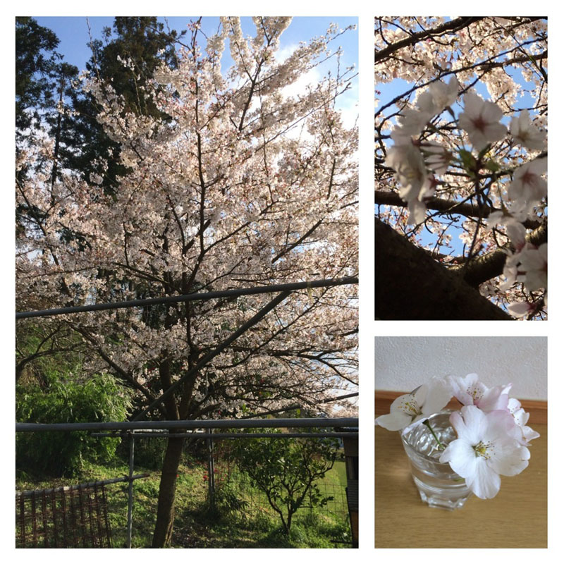 sakura
