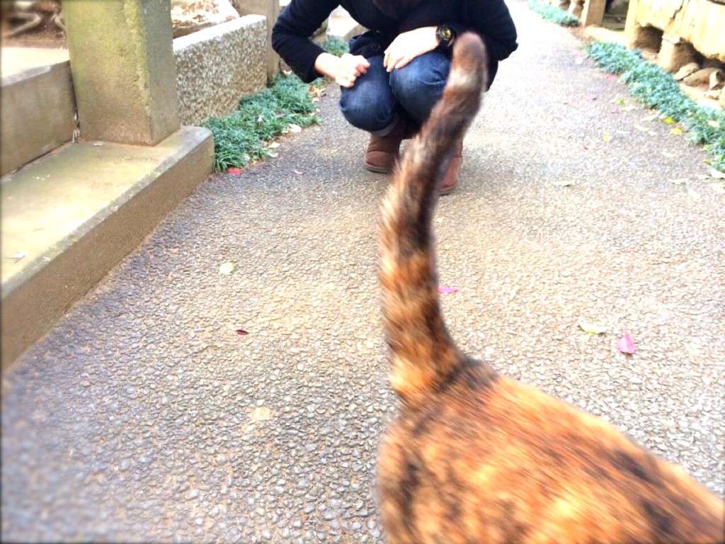 ネコ2
